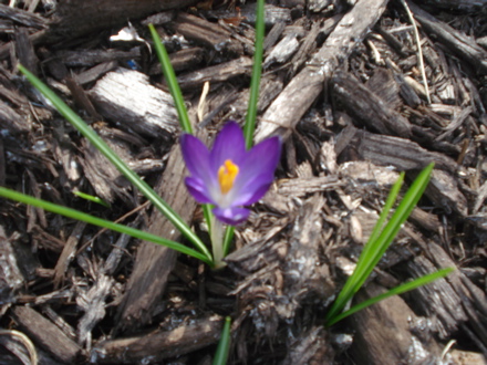 crocus